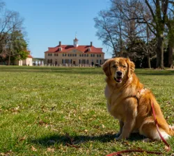 dog on bowling green
