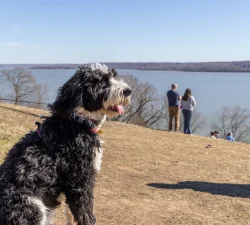 dog on potomac