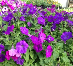 Mixed Container Workshop