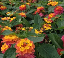 Mixed Container Workshop