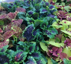 Mixed Container Workshop