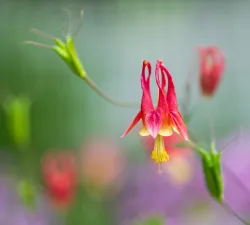 Garden photo