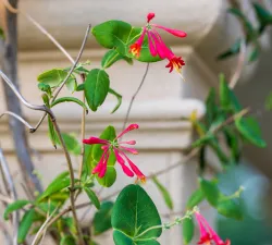 Garden photo