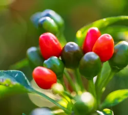Plant