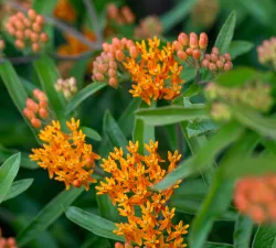 Garden photo