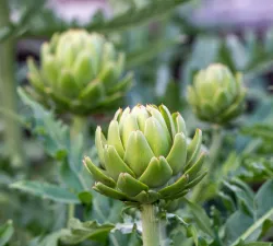 Plant