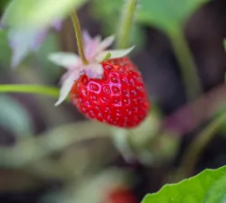 Garden photo
