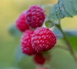 Berries