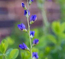 Garden photo