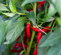 Garden photos