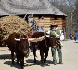Oxen at Mount Vernon