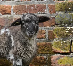 Lambs & Sheep at Mount Vernon