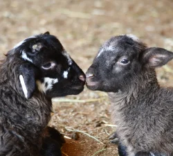 Lambs & Sheep at Mount Vernon