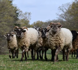 Lambs & Sheep at Mount Vernon