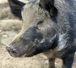 Pigs at Mount Vernon