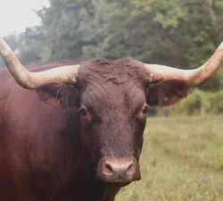 Oxen at Mount Vernon