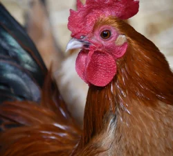 Chickens at Mount Vernon