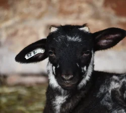 Lambs & Sheep at Mount Vernon