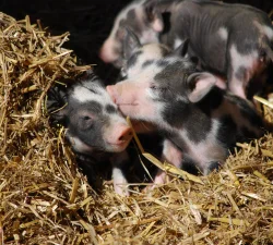 Pigs at Mount Vernon