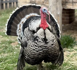 Turkeys at Mount Vernon