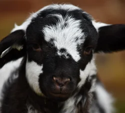 Lambs & Sheep at Mount Vernon