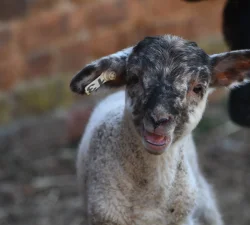 Lambs & Sheep at Mount Vernon