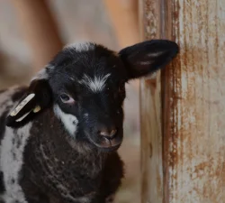 Lambs & Sheep at Mount Vernon