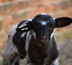 Lambs & Sheep at Mount Vernon