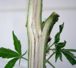 768px-cannabis_sativa_querschnitt.jpg