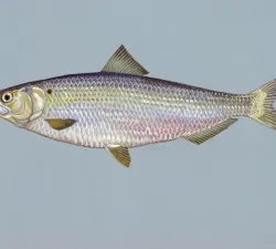 blueback_herring_fish_image-3.jpg