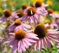 coneflower-20150710-a-00380.jpg