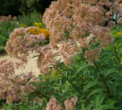 joepyeweed-20130808-a-00325.jpg