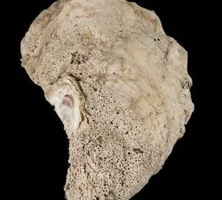 oyster-shell.jpg