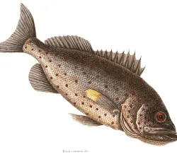 rockfish-3.png