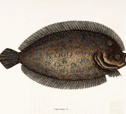 sole-fish-illustration-by-mark-catesby-circa-1722--2.jpg