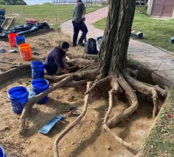 tree-excavation-9-23-22.jpg