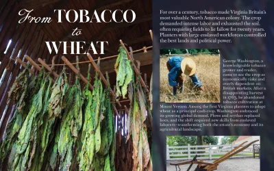 From Tobacco to Wheat