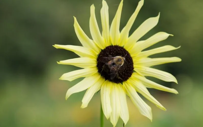 Sunflower | George Washington's Mount Vernon