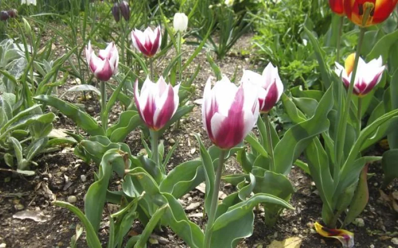Lac van Rijn Tulip | George Washington's Mount Vernon