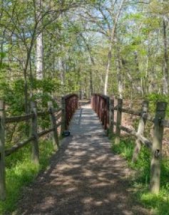 Have You Walked the Forest Trail?