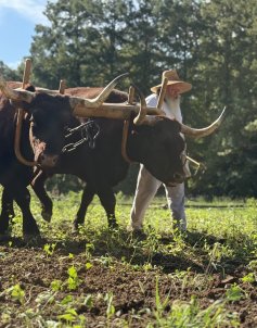 Oxen at Mount Vernon