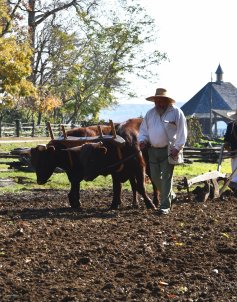 Oxen at Mount Vernon