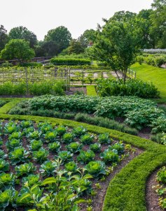 lower garden spring cabbage