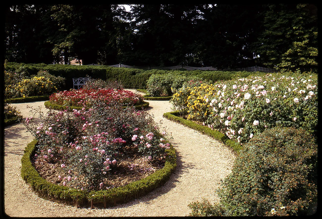18th Century Garden Plants Archives - Outlander North Carolina, image size:1300x885