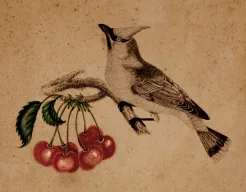 Cedar Waxwing and Cherries