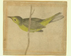 Yellow Bird on a Branch, by Eleanor Parke Custis, original in the collection of Woodlawn, a National Trust Historic Site