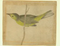 Yellow Bird on a Branch