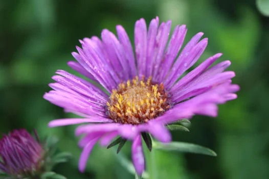 General's Choice Purple flower  grown at Mount Vernon