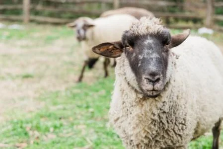 Sheep