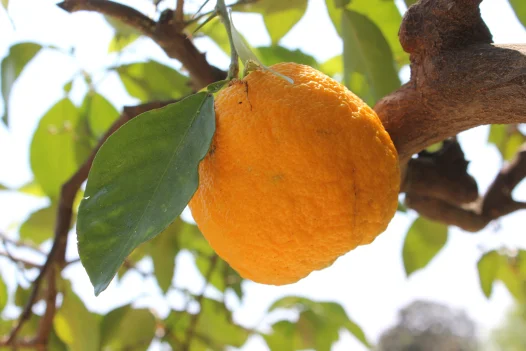 Orange at Mount Vernon